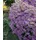 PlantaPro Aster sedifolius 'Nanus' 9x9 cm Topf – Winterhart, Mehrjährig, Pflegeleicht – Berg-Aster – Staude für Steingarten & Beet