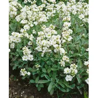 Pflanzen Für Dich Arabis x suendermannii, Gänsekresse, immergrün, ca.