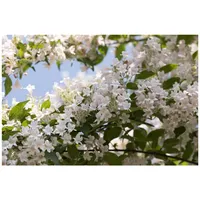 Pflanzen Für Dich Kolkwitzia amabilis, Kolkwitzie, rosa Blüten, 40–60