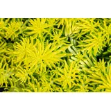 PlantaPro Sedum reflexum 'Angelina' 9x9 cm Topf – Winterhart, Mehrjährig, Pflegeleicht – Mauerpfeffer – Bodendecker für Steingarten & Dachbegrünung