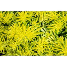 PlantaPro Sedum reflexum 'Angelina' 9x9 cm Topf – Winterhart, Mehrjährig, Pflegeleicht – Mauerpfeffer – Bodendecker für Steingarten & Dachbegrünung