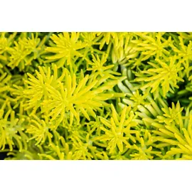 PlantaPro Sedum reflexum 'Angelina' 9x9 cm Topf – Winterhart, Mehrjährig, Pflegeleicht – Mauerpfeffer – Bodendecker für Steingarten & Dachbegrünung