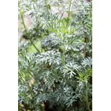PlantaPro Artemisia vulgaris 9x9 cm Topf – Winterhart, Mehrjährig, Pflegeleicht – Beifuß – Kräuterpflanze für Garten & Balkon