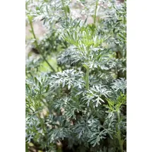 PlantaPro Artemisia vulgaris 9x9 cm Topf – Winterhart, Mehrjährig, Pflegeleicht – Beifuß – Kräuterpflanze für Garten & Balkon