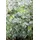 PlantaPro Artemisia vulgaris 9x9 cm Topf – Winterhart, Mehrjährig, Pflegeleicht – Beifuß – Kräuterpflanze für Garten & Balkon
