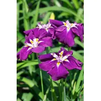 Pflanzen Für Dich Iris ensata 'Loyalty' p 1
