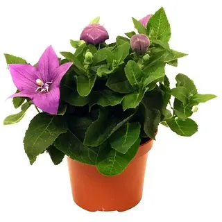 Piardino Großblütige Ballonblume  (Platycodon grandiflorus, Topfgröße: 12 cm, variabel)