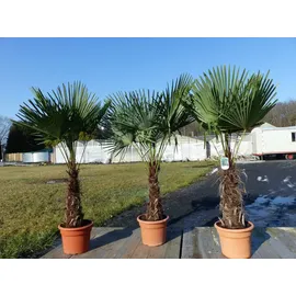 grünwaren XXL Palme winterhart 140 - 160 cm Trachycarpus fortunei, Hanfpalme,
