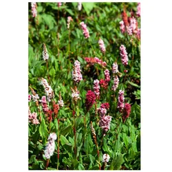 Bistorta affinis 'Kabouter', Teppichknöterich, rosa Blüten, ca. 9x9 cm Topf