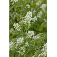 Pflanzen Für Dich Amelanchier alnifolia 'Honeywood' p 9 meristem