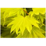 Pflanzen Für Dich Acer shirasawanum 'Aureum', Japanischer Ahorn, goldgelb, 40–50 cm