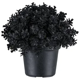 Creativ green Kunstpflanze CREATIV GREEN "Eukalyptus", schwarz, H:13cm, Kunststoff, Kunstpflanzen, Kunstpflanze, in Kugelform