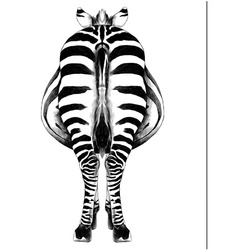 ANY IMAGE Kunstdruck »Zebra II«, mehrfarbig, Alu-Dibond - bunt