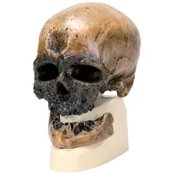 Schädelreplikat Homo sapiens (Crô-Magnon)