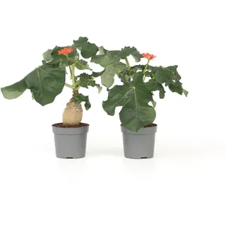 Plant in a Box - Jatropha podagrica - Höhe 25-45cm - Topf 13cm