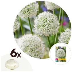 Plant in a Box - Alliumzwiebeln - 6 Stk - Allium 'Mount Everest' - Blumenzwiebeln - Weiß
