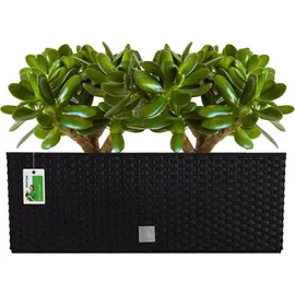 Pafen Balkonkasten 51 x 19 x 18,5 cm Schwarz