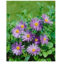 Pflanzen Für Dich Aster x frikartii 'Wunder von Stäfa',