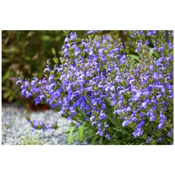 Salvia lavandulifolia, Spanischer Salbei, aromatisch, ca. 9x9 cm Topf