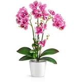 PASCH® Orchideen künstlich in Hochglanz-Keramiktöpfen (46cm) | Kunstblumen im Topf | Kunstblumen wie echt | künstliche Orchideen im Topf | künstliche Blumen im Topf (Weiß-Rosé)