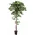 Europalms Ficus Longifolia, Kunstpflanze, 165cm