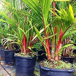 Lippenstift Palm Cyrtostachys Renda Baum Red Siegellack Palm Bonsai Topfpflanze für Hausgarten-10 PC/Beutel