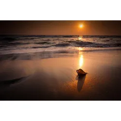 Fototapete PAPERMOON "Tropischer Strand Sonnenuntergang", bunt (mehrfarbig), B:4m L:2,6m, Vlies, Tapeten