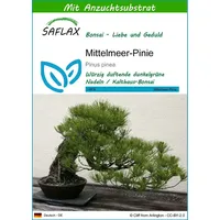 SAFLAX - Bonsai - Mittelmeer-Pinie - 6 Samen - Mit keimfreiem Anzuchtsubstrat - Pinus pinea