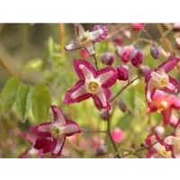 Pflanzen Für Dich Epimedium alpinum Elfenblume, ca. 9x9 cm