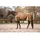 Equinate Regendecke Springfield 125 cm Braun/Bronze