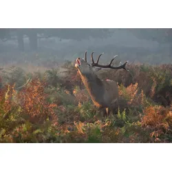 Fototapete PAPERMOON "Photo-Art PRASHANT MESWANI, BELLING HAFER HIRSCH", bunt, B:4,00m L:2,60m, Vlies, Tapeten