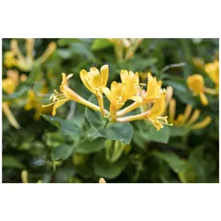 Lonicera heckrottii, Geißblatt, duftend, 100–150 cm