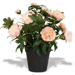 Künstliche Paeonia - Pfingstrosen Höhe 86 cm rosa