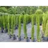 grünwaren 1x Mittelmeerzypresse 180 cm Säulen Toskana Zypressen Zypresse Cupressus Sempervirens