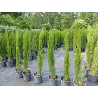 gruenwaren jakubik 1x Mittelmeerzypresse 180 cm Säulen Toskana Zypressen Zypresse Cupressus Sempervirens
