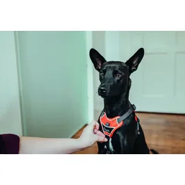 Hunter Divo Hundegeschirr rot/grau S