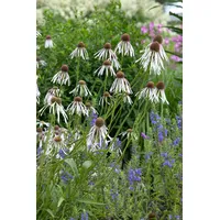 Pflanzen Für Dich Echinacea pallida 'Hula Dancer' p 0,5