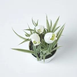 Homescapes Kunstblumen, Tulpen weiß im Blumentopf, 22 cm,