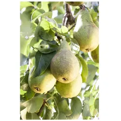 Prunus domestica 'Zwergobst', Terrassenobst, 40 cm Stammhöhe