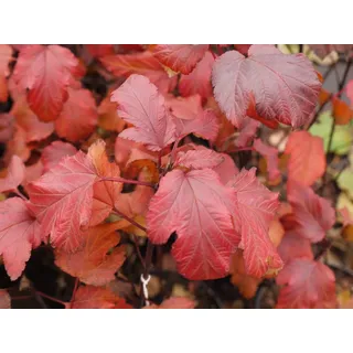 Garten von Ehren Zierstrauch Physocarpus opulifolius Diabolo Containerware 60-100 cm