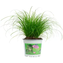Katzengras `Zumula` – Natürliches Knabbergras für gesunde Katzen, ca. 25 cm hoch, Topf-Ø 12 cm