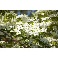 Pflanzen Für Dich Cornus florida, Blumen-Hartriegel, 40–60 cm, weiße