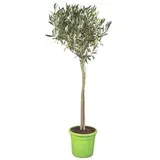 Olive, Stämmchen