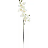 Europalms Orchideenzweig, creme-weiß, 100cm
