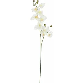 Europalms Orchideenzweig, creme-weiß, 100cm