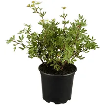 Pflanzen Für Dich Potentilla Fingerstrauch, Weiss ca. 9x9 cm Topf