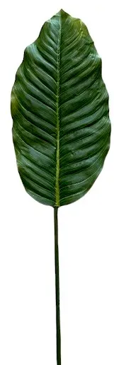 Dieffenbachia Blatt 91cm grün