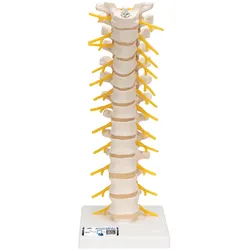 Brustwirbelsäulenmodell, beweglich, auf Stativ - 3B Smart Anatomy