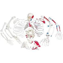 Unmontiertes Skelett Modell mit Muskeldarstellung, Knochen von Hand & Fuß auf Dr...