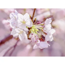 KOMAR Vlies Fototapete - Pink Blossom - Größe 248 x 184 cm, rosa, B:248m H:184m, Vlies, Tapeten